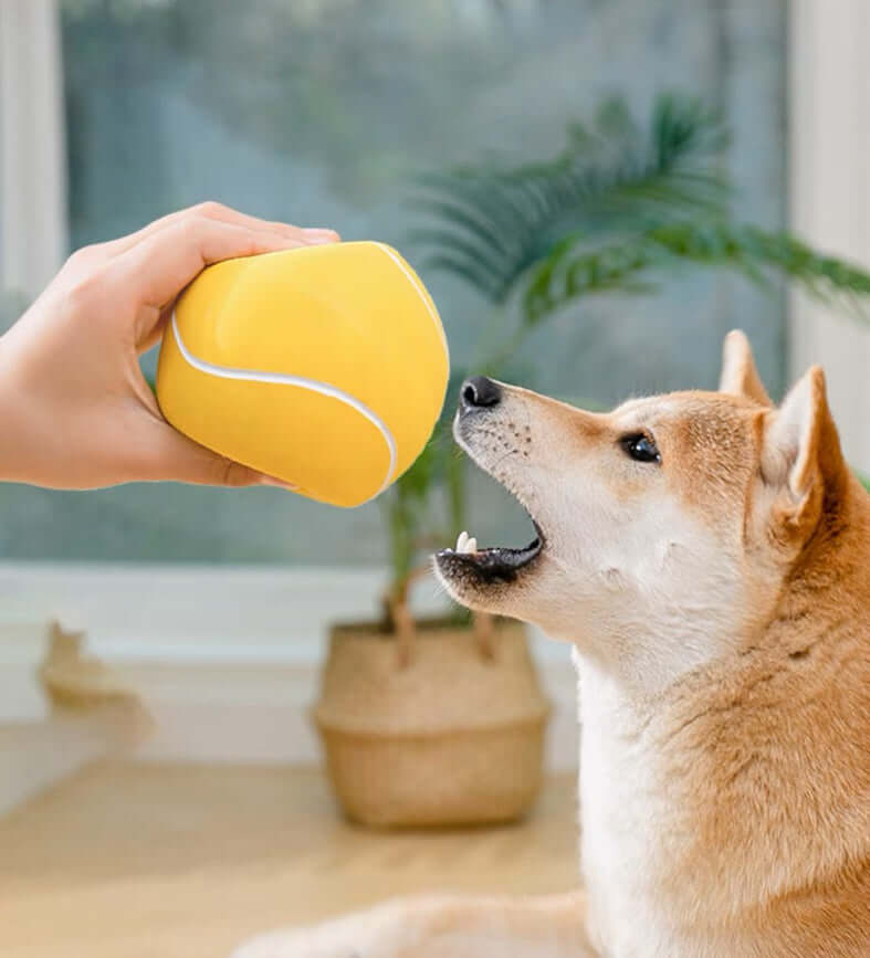 Pet Toy Tennis Ball for Dogs Play For Fun - Happy 4 Paws