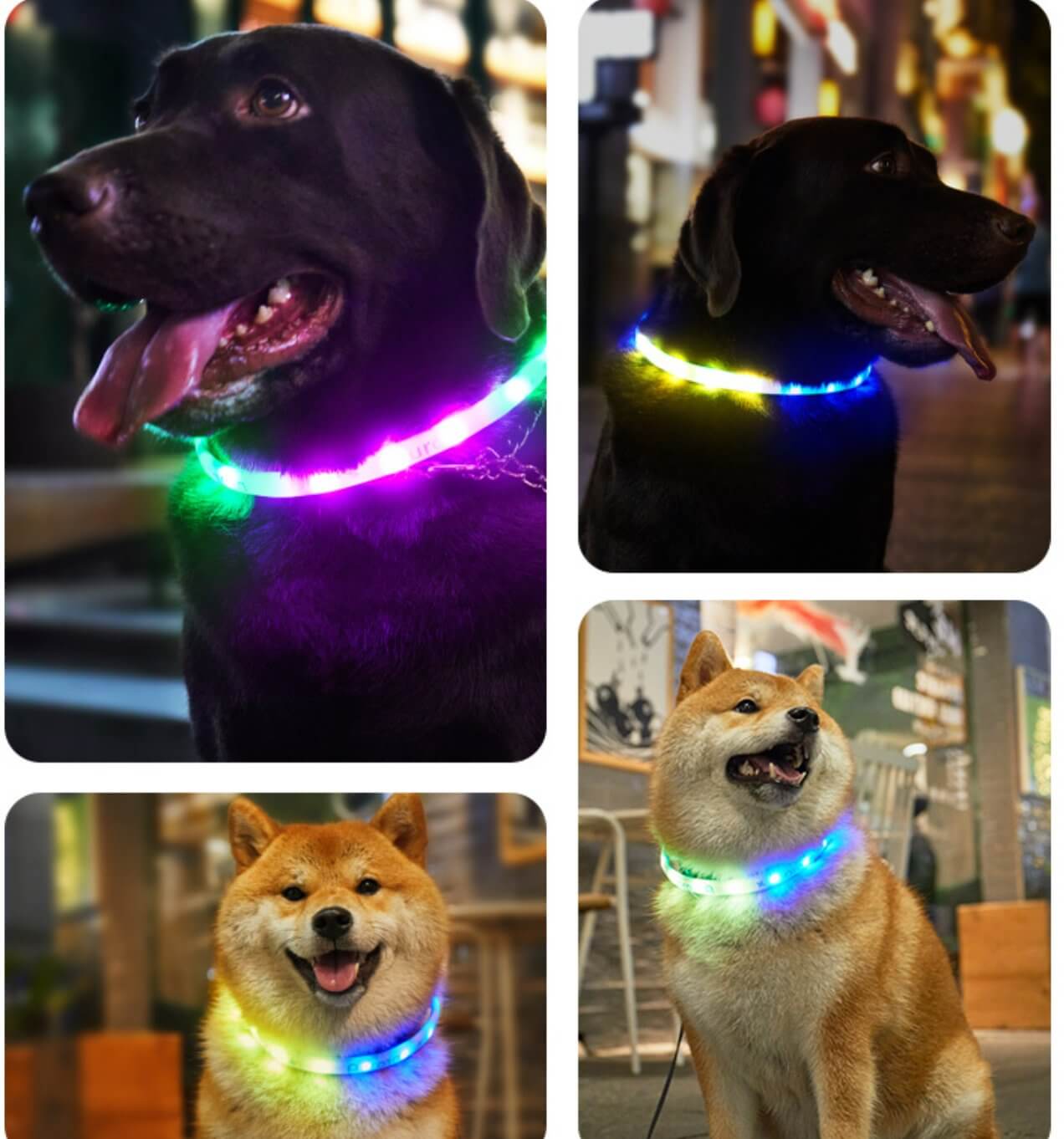 Aurora Led Light Pet Safety Dog Collar for Night Walking - Happy 4 Paws