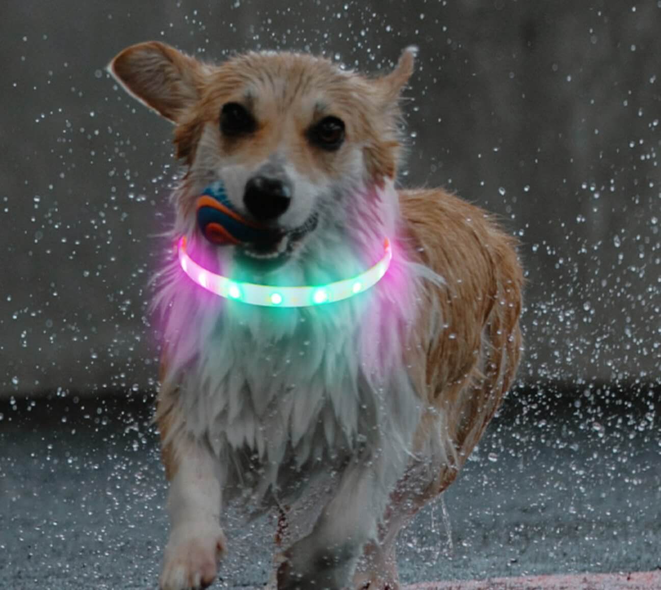 Aurora Led Light Pet Safety Dog Collar for Night Walking - Happy 4 Paws