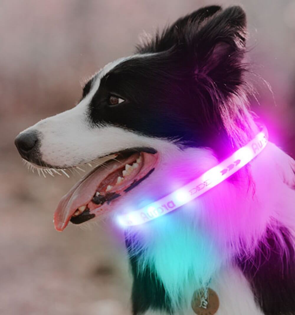 Aurora Led Light Pet Safety Dog Collar for Night Walking - Happy 4 Paws