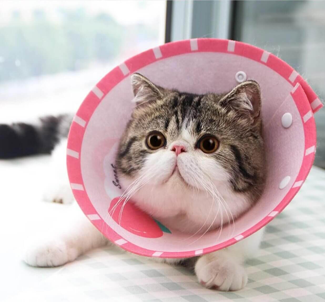 Cat Cone Anti - Bite Elizabethan Waterproof Recovery Collar with Cartoon Pattern - Happy 4 Paws