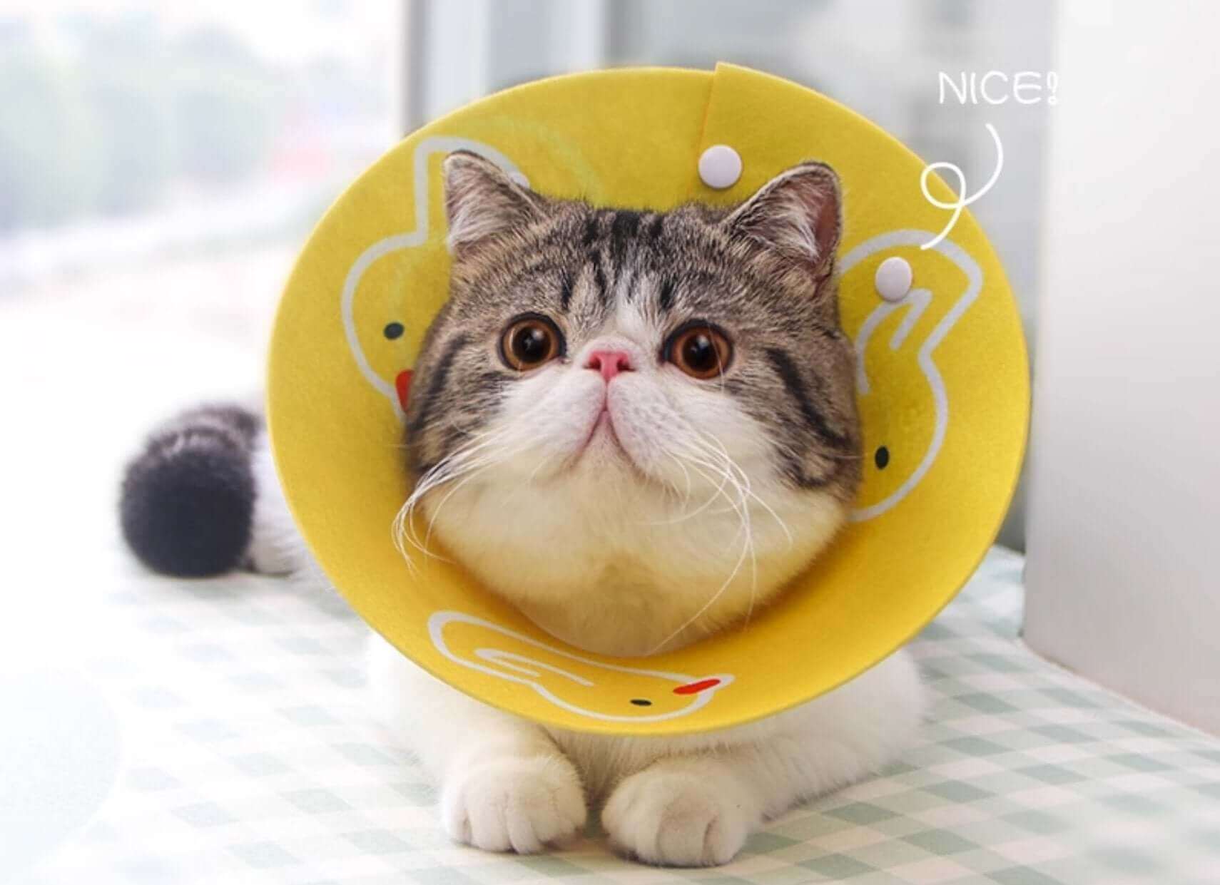 Cat Cone Anti - Bite Elizabethan Waterproof Recovery Collar with Cartoon Pattern - Happy 4 Paws