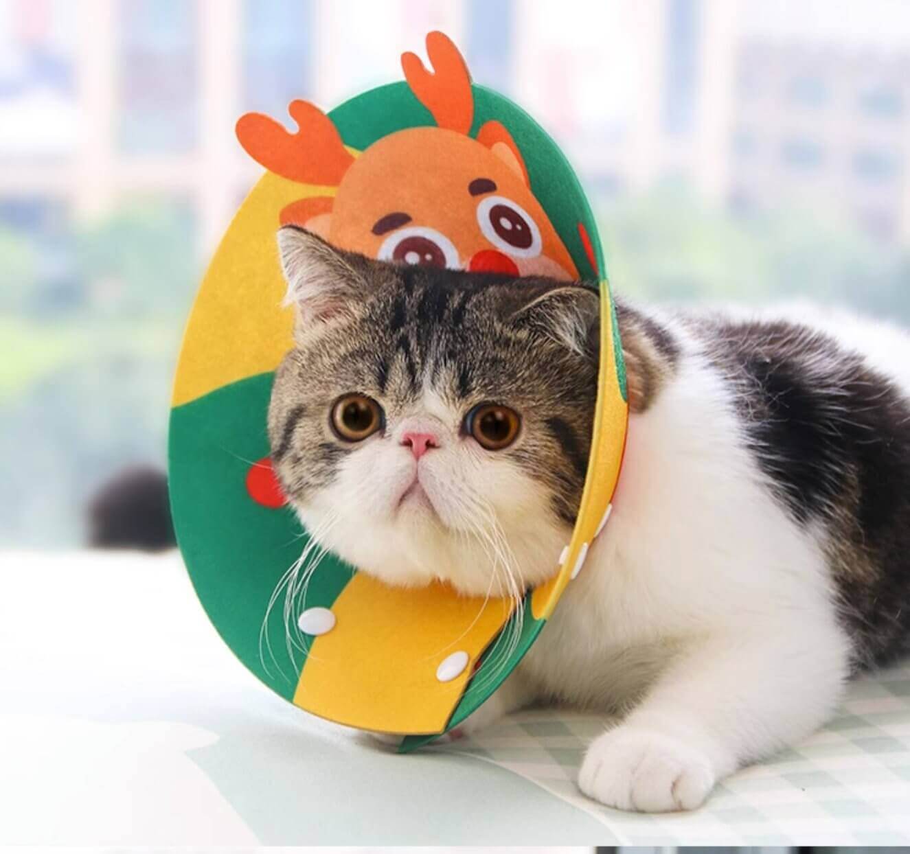 Cat Cone Anti - Bite Elizabethan Waterproof Recovery Collar with Cartoon Pattern - Happy 4 Paws