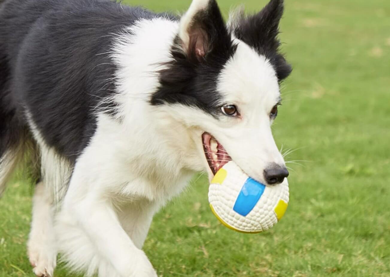 Dog Chew Toy Volleyball Sound Training Ball - Happy 4 Paws