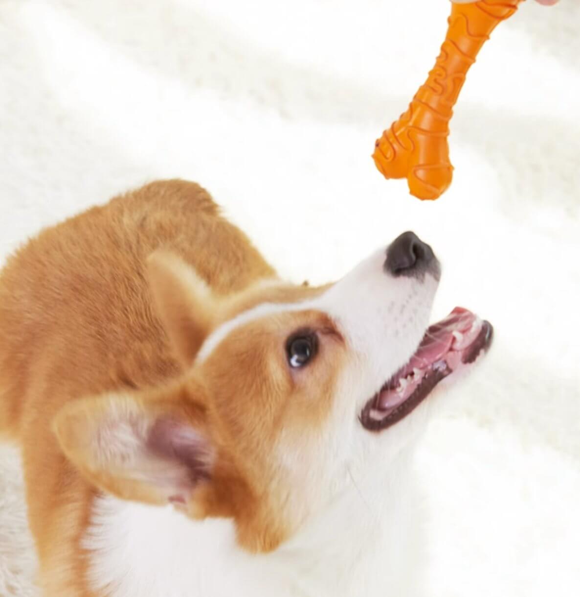 Dog Rubber Bone Chew Toys For Interactive Play - Happy 4 Paws