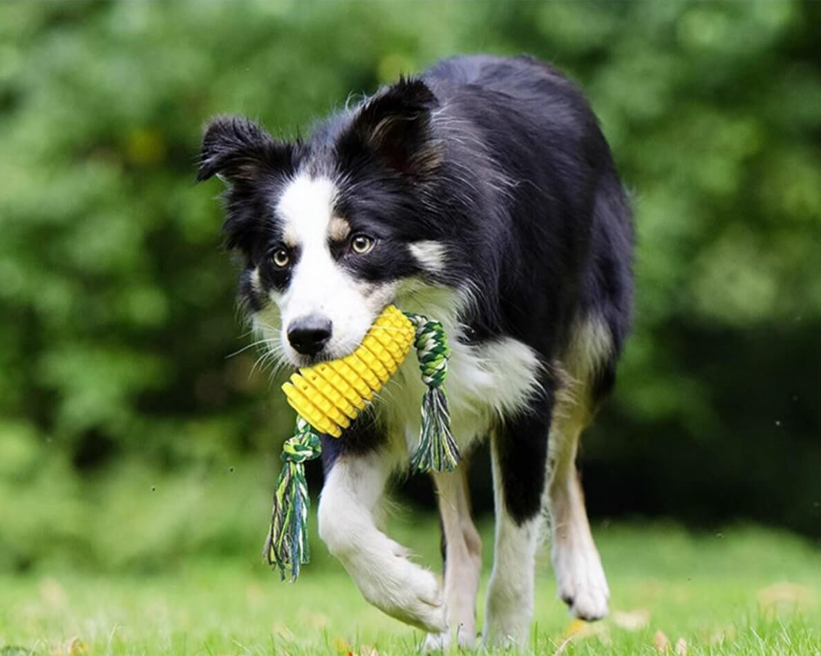 Dog Toothbrush Chew Toys Corn Molar Stick Bite - Resistant Toys with Rope - Happy 4 Paws