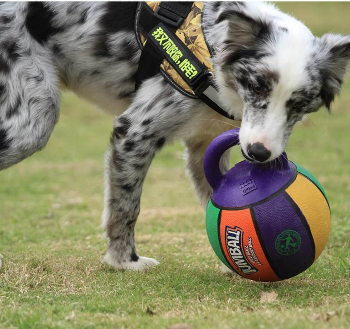 Gigwi Pet Jumball Ball Toy for Medium and Large Dogs with Extra Hard Rubber Handle - Happy 4 Paws