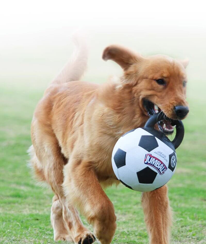 Gigwi Pet Jumball Ball Toy for Medium and Large Dogs with Extra Hard Rubber Handle - Happy 4 Paws