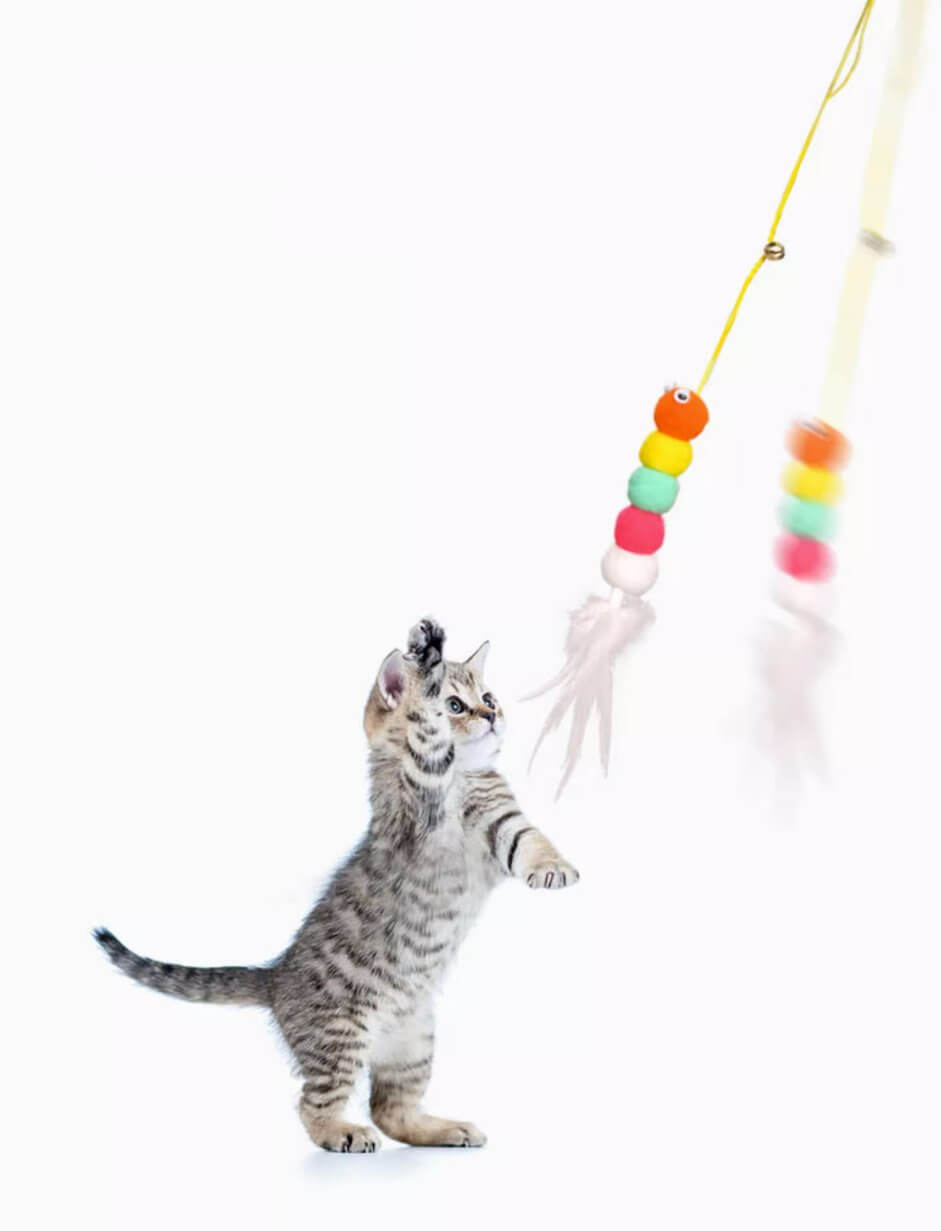 Hanging Door Cat Toys Self - Play Cat Teaser - Happy 4 Paws