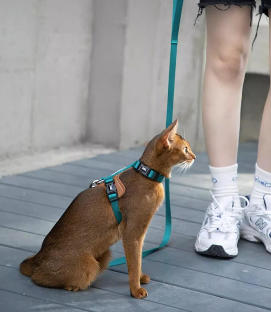 HiDREAM Cat Harness & Leash Set Adjustable Breathable Vest with Reflective Design - Happy 4 Paws