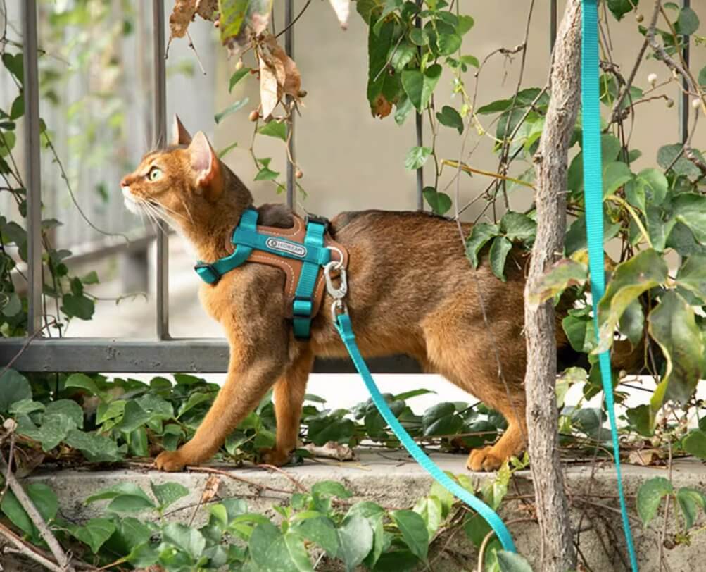 HiDREAM Cat Harness & Leash Set Adjustable Breathable Vest with Reflective Design - Happy 4 Paws