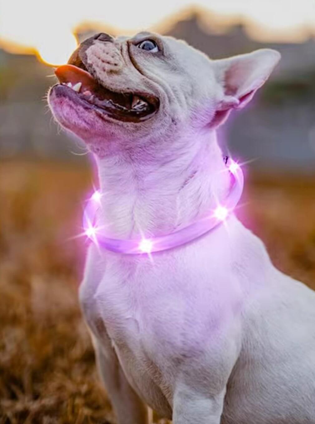 LaRoo Cheese Rechargeable Waterproof Led Light Collar For Small Dogs and Cats - Happy 4 Paws