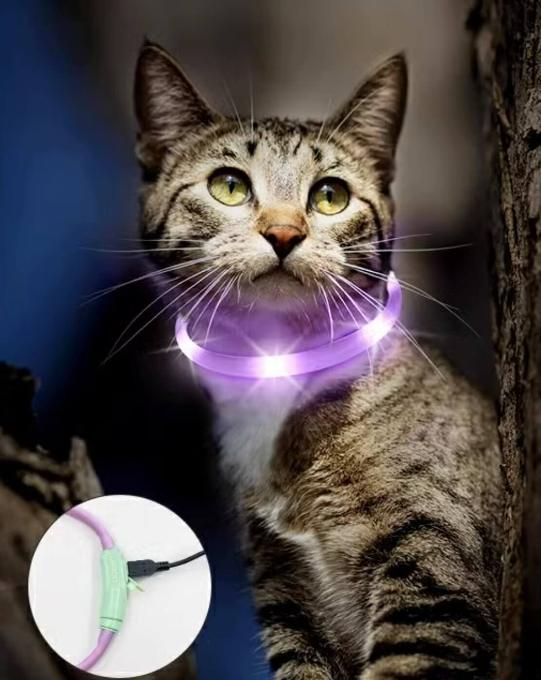 LaRoo Cheese Rechargeable Waterproof Led Light Collar For Small Dogs and Cats - Happy 4 Paws