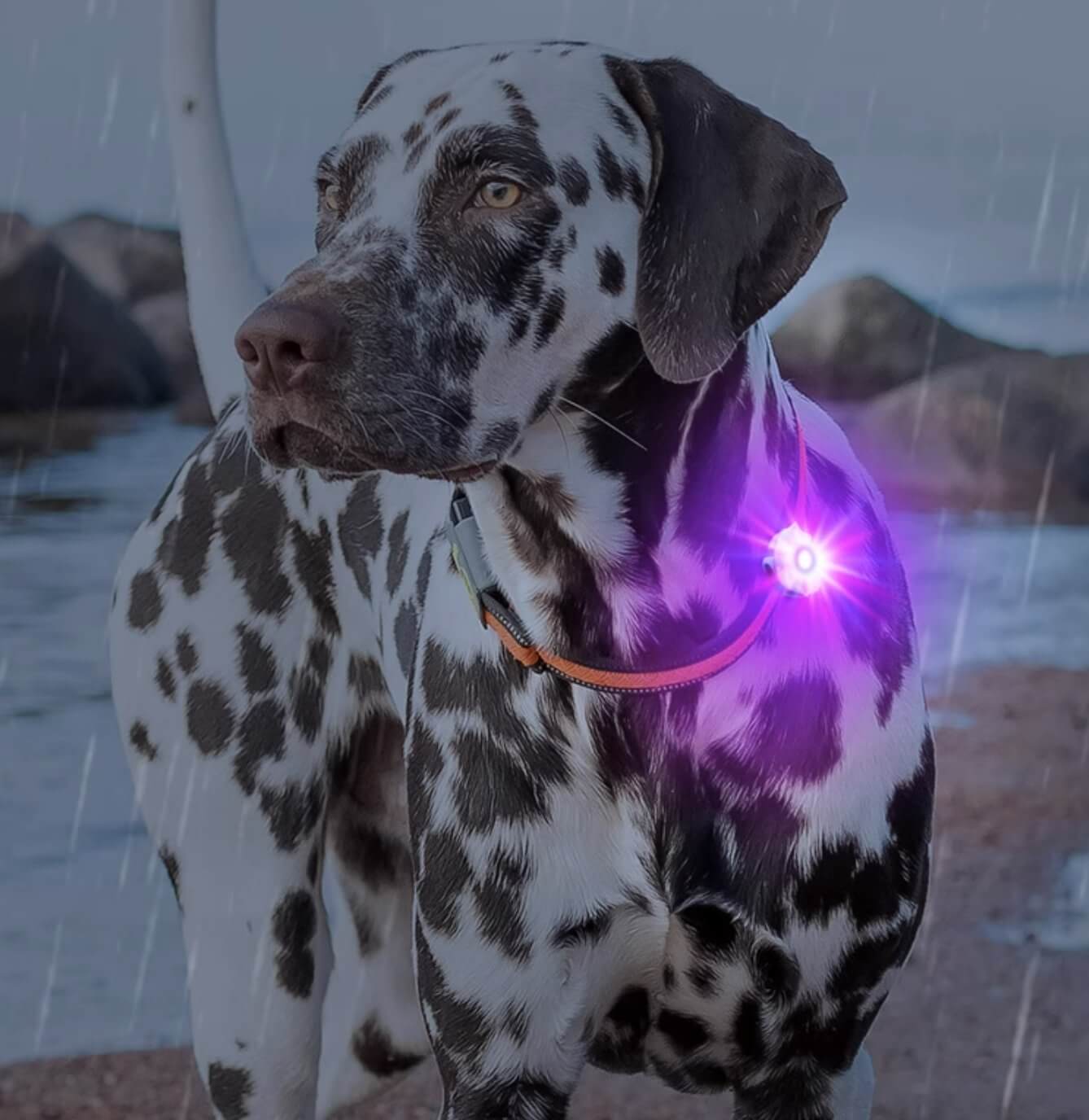 Laroo Clip On Dog Lights Glowing Accessories for Night Walking - Happy 4 Paws