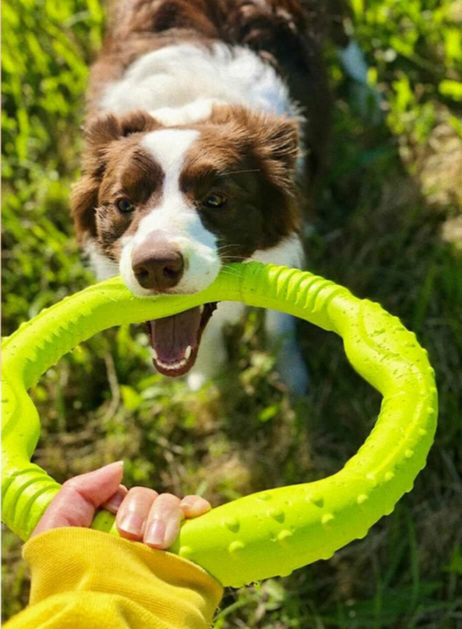 LaRoo Dog Tug Toys Floatable Dog Flying Disc For Interactive Play - Happy 4 Paws