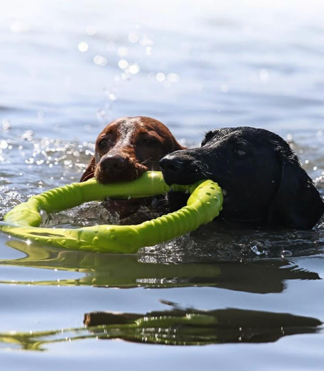 LaRoo Dog Tug Toys Floatable Dog Flying Disc For Interactive Play - Happy 4 Paws