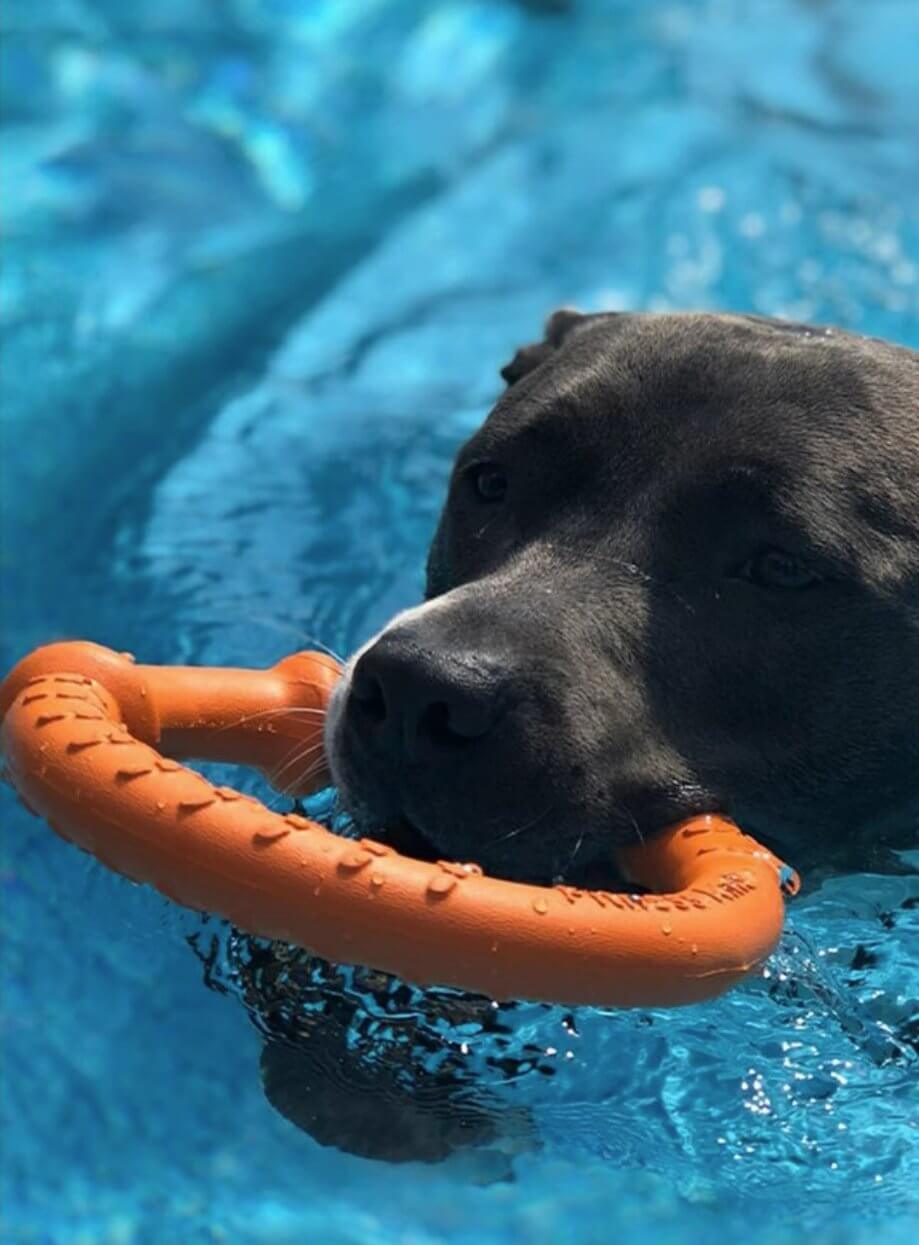 LaRoo Dog Tug Toys Floatable Dog Flying Disc For Interactive Play - Happy 4 Paws