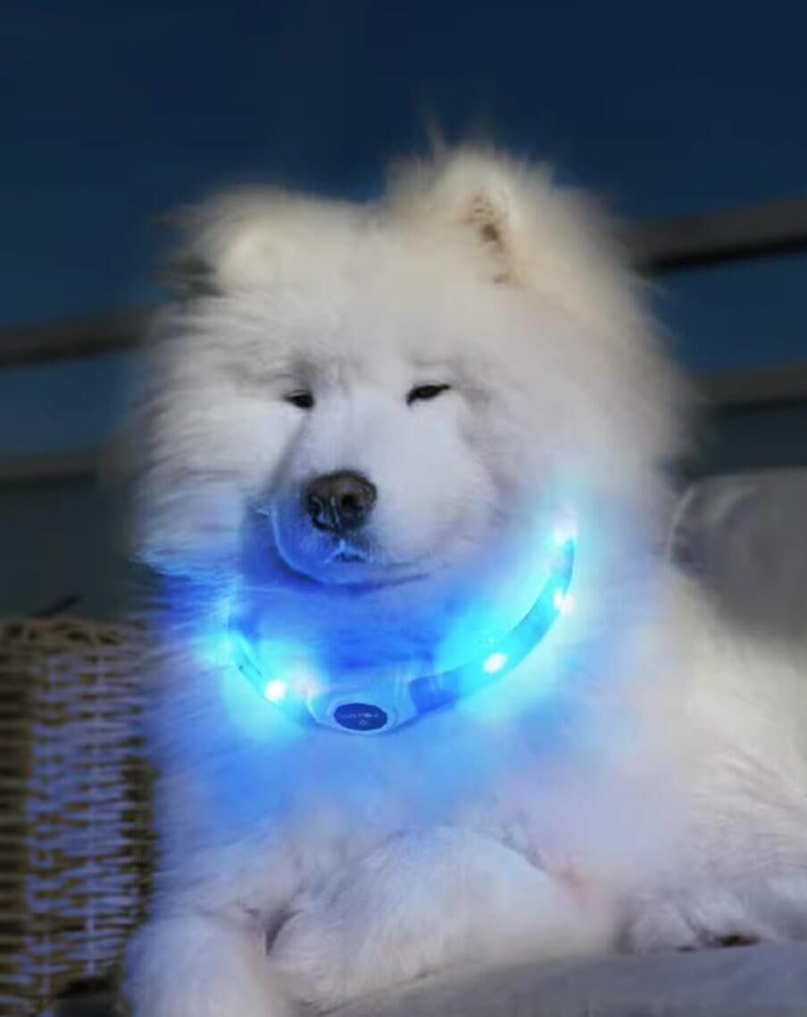 LaRoo Rechargeable Waterproof Led Light Collar For Long - haired Dogs - Happy 4 Paws