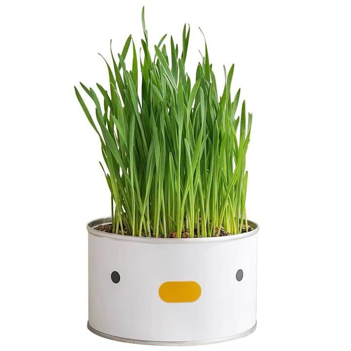 PURROOM Cat Grass - Chick - Happy 4 Paws