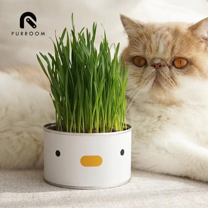 PURROOM Cat Grass - Chick - Happy 4 Paws